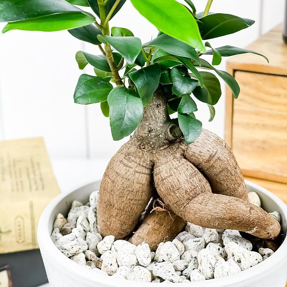 PLANCHU 観葉植物 ガジュマル 4号樹脂鉢 ホワイト サスティー付き 受け皿付き 育て方説明書付き Ficus microcarpa フィカス ミクロカルパ 精霊の宿る木