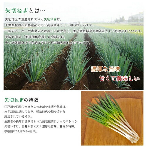 【12月中旬～順次出荷】産地直送 矢切ねぎ (約3.5kg)千葉県松戸市の特産品 葱 長葱 長ネギ 白ねぎ 根深ねぎ 長ねぎ 青ねぎ 葉ねぎ 万能ねぎ 九条ねぎ 下仁田ねぎ あさつき わけぎ リーキ ネギ