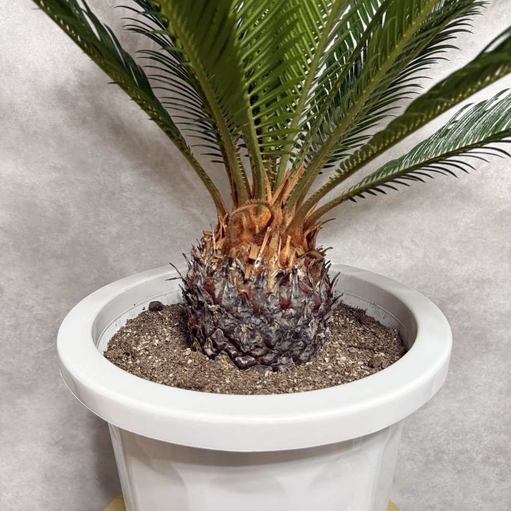現品 観葉植物 ソテツ 蘇鉄 高さ80cm 10号鉢苗 大型種類 大きい 鉢植え 和風 和室 南国 おしゃれな室内インテリア 日陰 風水 玄関 リビング 初心者におすすめ 簡単で育てやすい 耐陰性 部屋 屋外 かわいい ベランダ プレゼント ギフト 開店祝い 結婚祝い 窓際 テレビ横 モダン 贈答