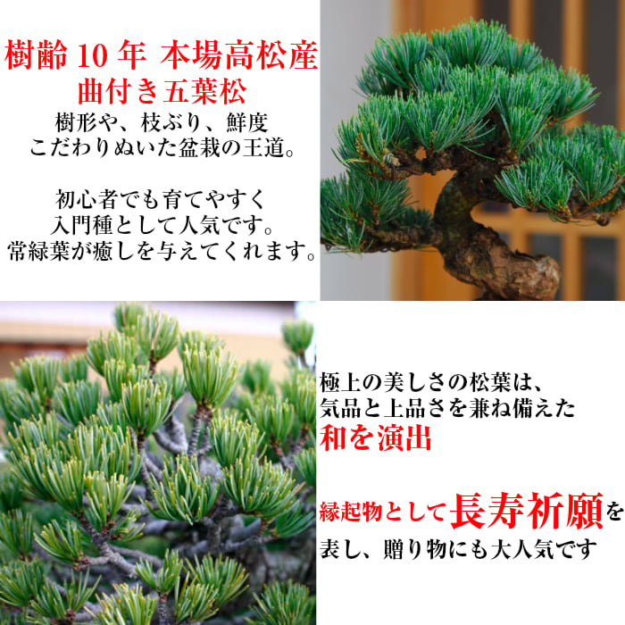 盆栽 松 道具セット 盆栽 松《別格》樹形美 樹齢8年 捻転幹 五葉松 ミニ盆栽 Wプレゼント特典【高松ブランド松 盆栽 鉢】 【盆栽 盆栽ミニ 誕生日 送料無料 還暦 初心者 フラワーギフト 癒し 盆栽 花 プレゼント 観葉食物】