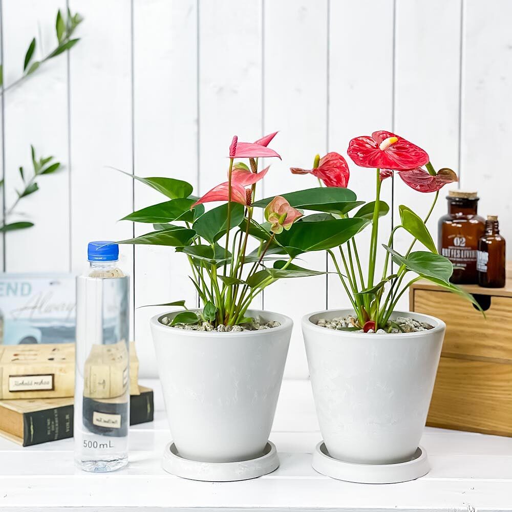 PLANCHU 観葉植物 アンスリウム レッド ＆ ピンク 2鉢セット 5号樹脂鉢 ホワイト サスティー付き 受け皿付き 育て方説明書付き アンスリューム 鉢花