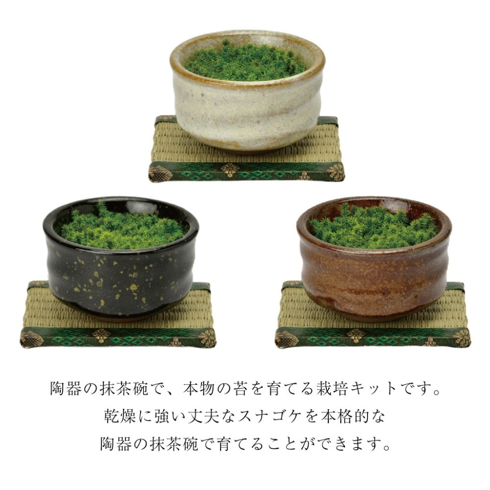抹茶碗 苔栽培キット スナゴケ 植物 陶器 コケ グリーン スターターセット オブジェ 置物 おしゃれ インテリア 雑貨 ギフト プレゼント 男性 女性 父の日 母の日 敬老の日 誕生日 ラッピング対応 無料ラッピング