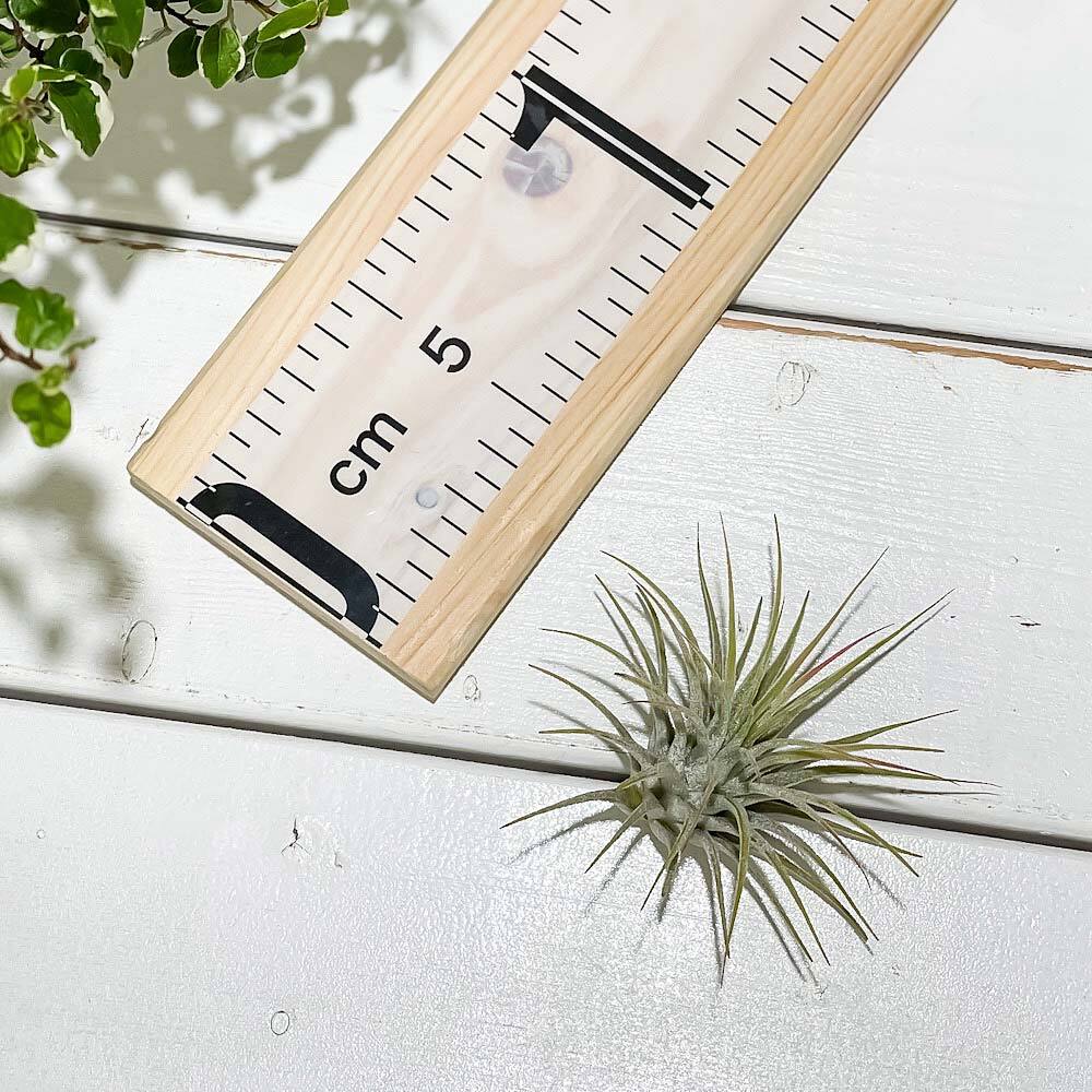 PLANCHU エアプランツ ティランジア イオナンタ Mサイズ 1株 W5×H5cm前後 育て方説明書付き Tillandsia ionantha エアープランツ チランジア