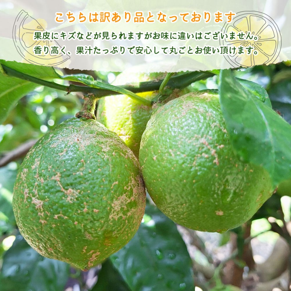 ベルガモット 栽培期間中 無農薬 訳あり ノーワックス 高知産 国産ベルガモット 果実 産地直送 高知県宿毛市 柑橘 果物 フルーツ アールグレイ 紅茶 デトックス シトラスウォーター フレッシュ 香り付け 出荷時期によりグリーンからイエローに変化します【送料無料】