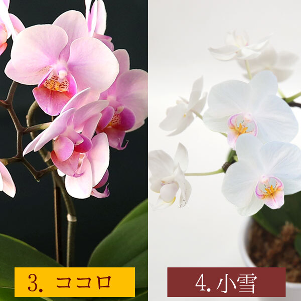 ＼早割！8/31の16時まで／ 敬老の日 ギフト プレゼント 早割 人気 花 生花 蘭 胡蝶蘭 鉢植え ミディ 2.5号 洋蘭園 フラワーギフト バウムクーヘン スイーツ お菓子 洋菓子 花とお菓子 60代 70代 80代 90代 おじいちゃん おばあちゃん 孫 孫から おいもや
