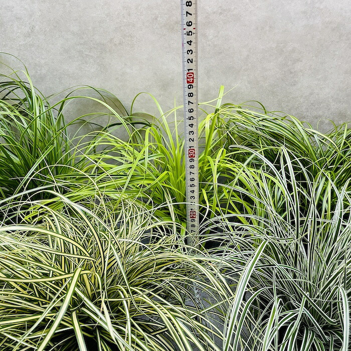 カレックス 5品種セット 寄せ植え用 15cmポット苗 株 下草 常緑 多年草 グランドカバー カラーリーフ 庭 花壇 鉢植え 高耐寒性