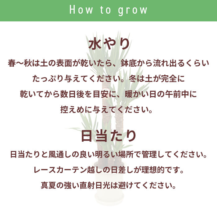 ユッカ 7号 丸プラ 高さ約85cm 観葉植物 青年の木