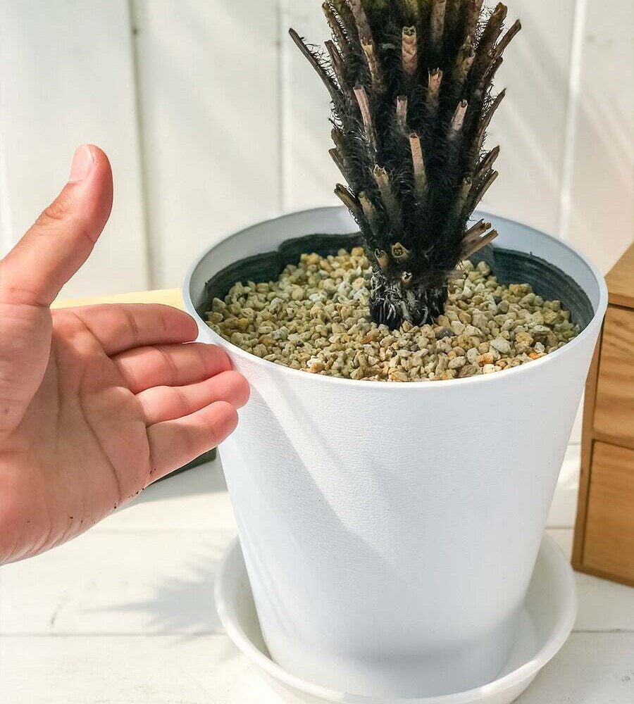 PLANCHU 観葉植物 ブレクナム シルバーレディ 木立タイプ 6号鉢 受け皿付き 育て方説明書付き Blechnum gibbum ‘Silver Lady’ シダ植物