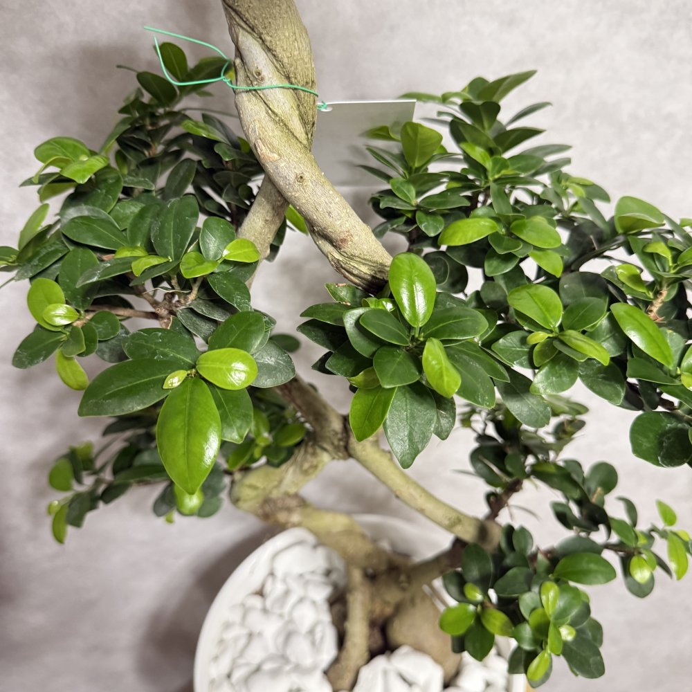 ガジュマル 観葉植物 八の字 8号鉢苗 大型 盆栽 末広がりの8の字 室内 珍しい 希少種 多幸の木 幸福をもたらす精霊が住むガジュマルの木 おしゃれなインテリア 結婚祝い 新築祝い 開店祝い 開業祝い 誕生日 母の日 父の日 記念日 プレゼントギフト 肥料別売り 敬老の日