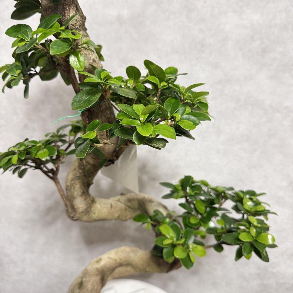 現品 ガジュマル 観葉植物 曲がり 8号鉢苗 大型 盆栽 登り樹 昇り竜 室内 珍しい 希少種 多幸の木 幸福をもたらす精霊が住むガジュマルの木 おしゃれなインテリア 結婚祝い 新築祝い 開店祝い 開業祝い 誕生日 母の日 父の日 記念日 プレゼントギフト 肥料別売り 敬老の日