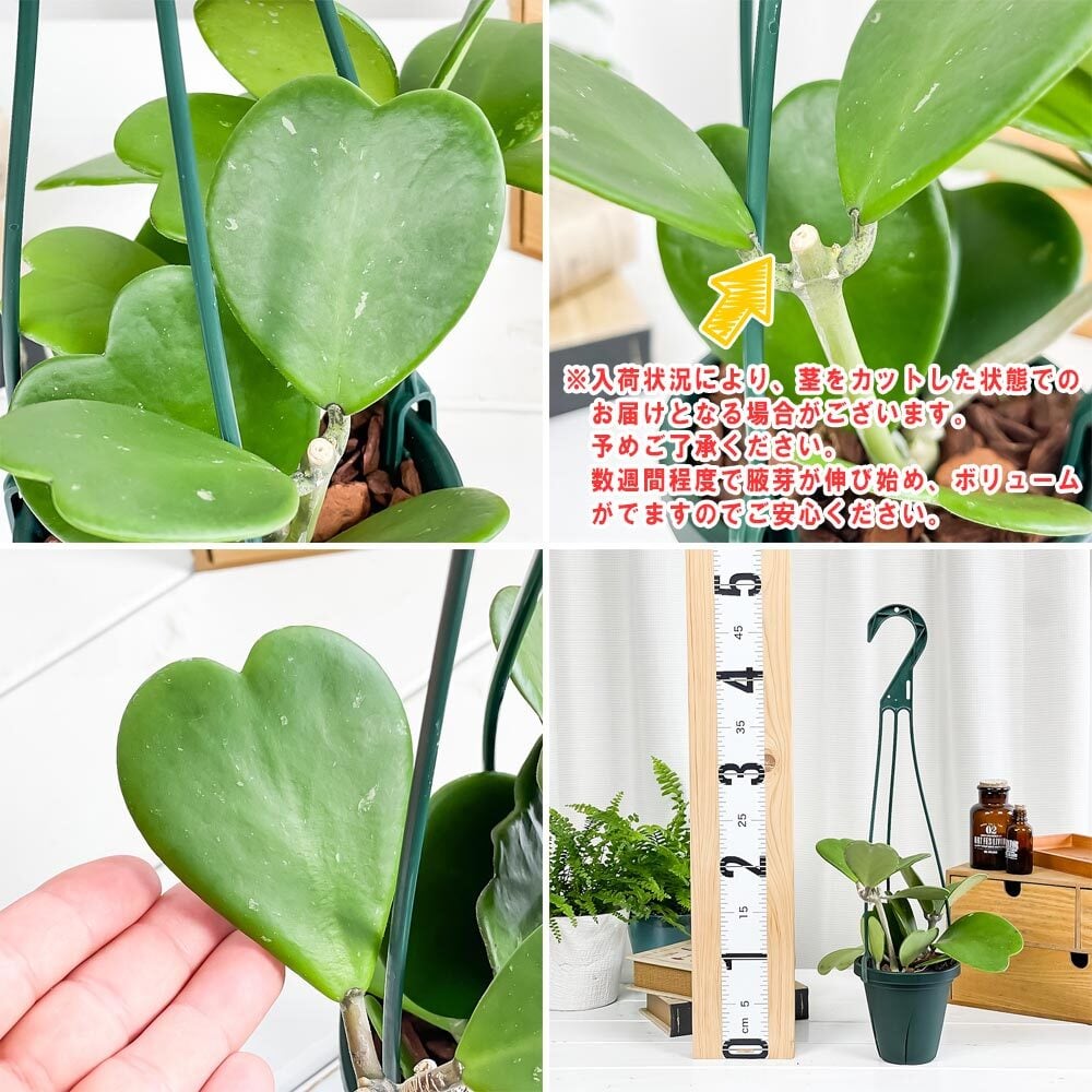 PLANCHU 観葉植物 ホヤ カーリー 4号吊り鉢 育て方説明書付き Hoya kerrii ハートホヤ サクララン 桜蘭