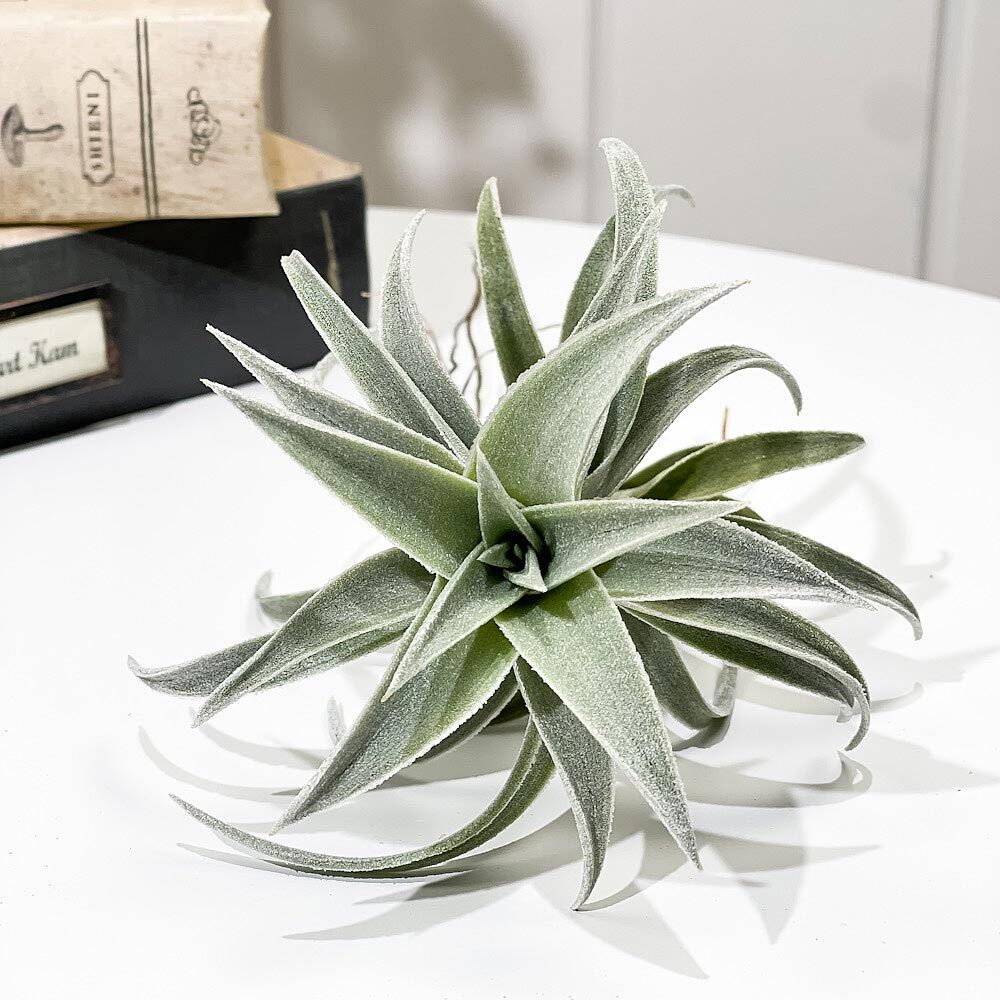 PLANCHU エアプランツ ティランジア エディシアエ Lサイズ 1株 W10×H15cm前後 育て方説明書付き Tillandsia edithae エアープランツ チランジア