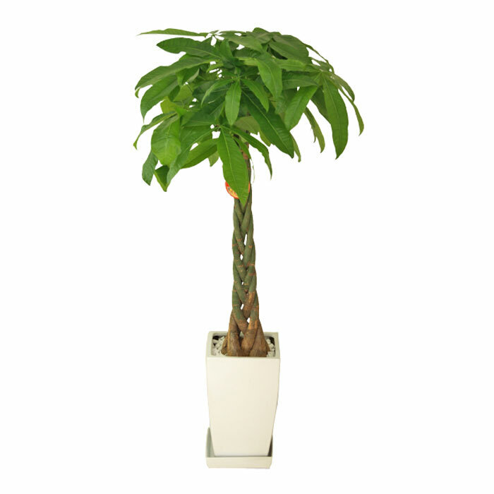 パキラ 8号 角陶器 高さ約110cm 観葉植物 幸福の木