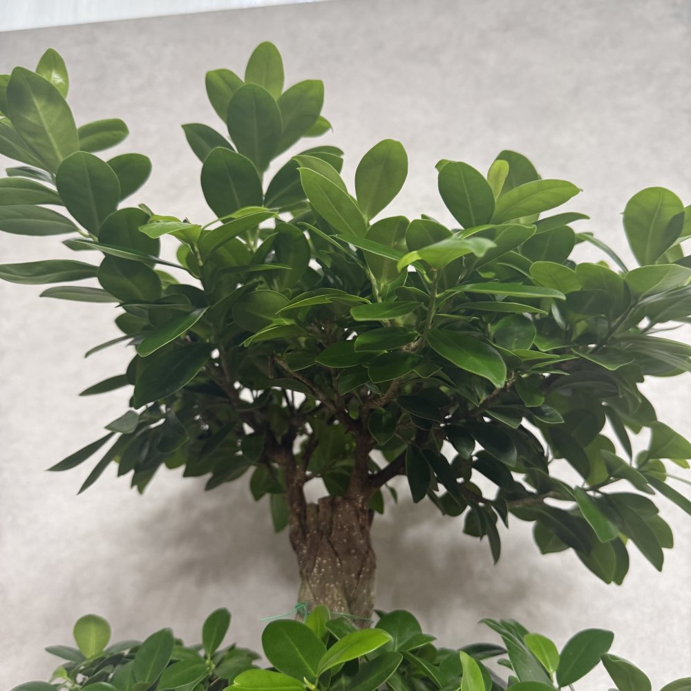 ガジュマル 観葉植物 八の字 8号鉢苗 大型 盆栽 末広がりの8の字 室内 珍しい 希少種 多幸の木 幸福をもたらす精霊が住むガジュマルの木 おしゃれなインテリア 結婚祝い 新築祝い 開店祝い 開業祝い 誕生日 母の日 父の日 記念日 プレゼントギフト 肥料別売り 敬老の日