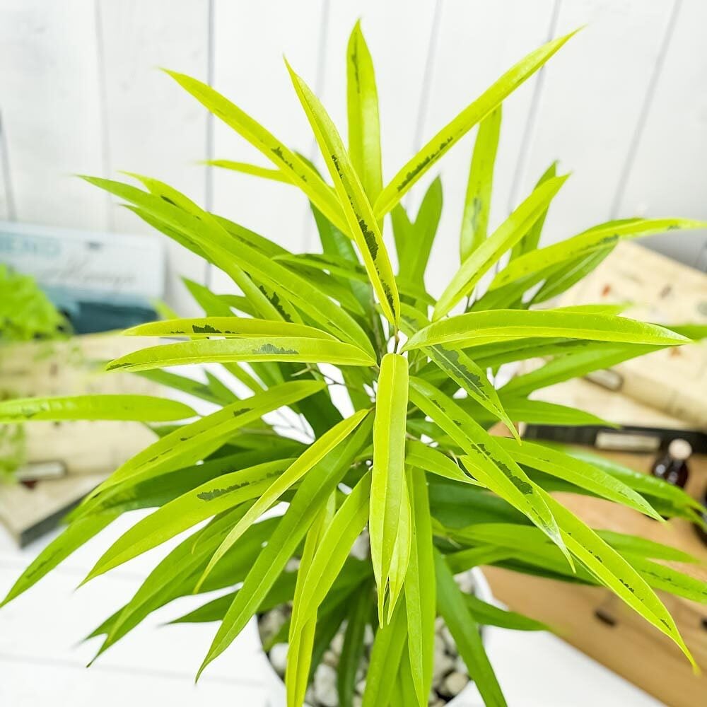 PLANCHU 観葉植物 フィカス アムステルゴールド 6号鉢 受け皿付き 育て方説明書付き Ficus binnendijkii ‘Amstel Gold’ ショウナンゴムノキ アムステルダムゴールド