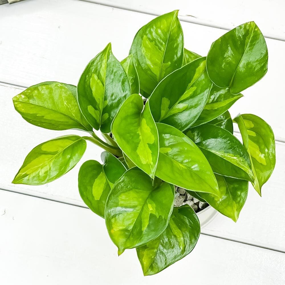PLANCHU 観葉植物 ポトス グローバルグリーン 3.5号鉢 受け皿付き 育て方説明書付き PVP Epipremnum aureum ‘Global Green’ エピプレムナム アロイド
