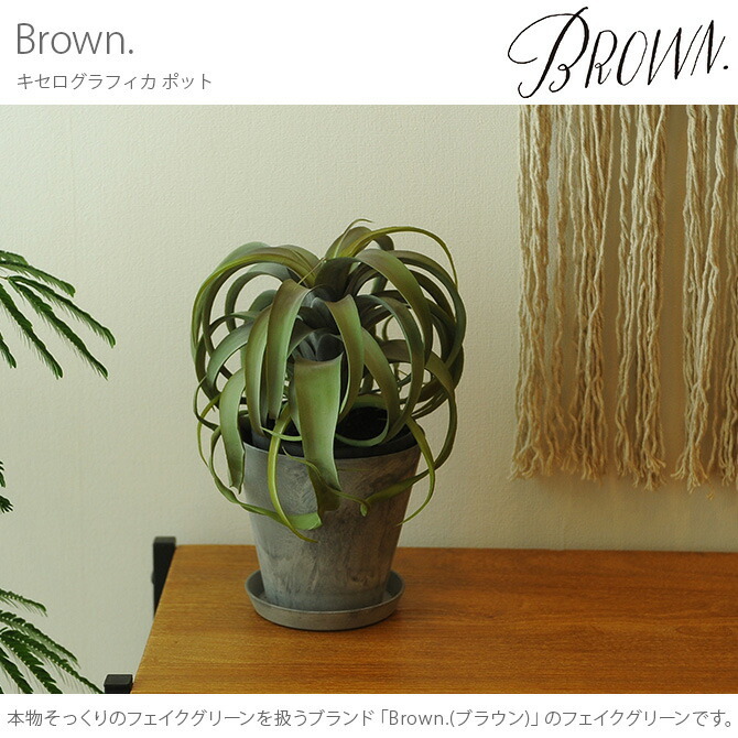 Brown. ブラウン キセログラフィカ ポット