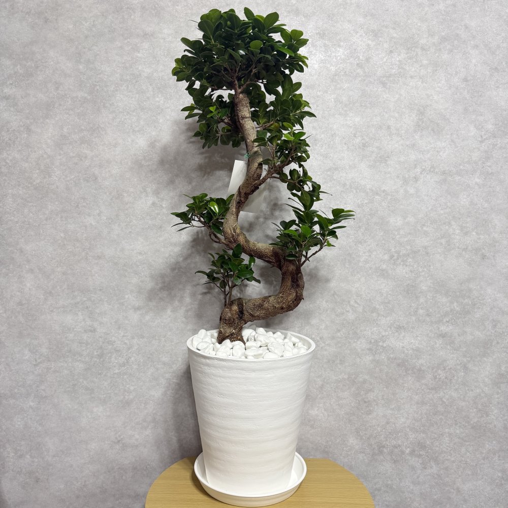 現品 ガジュマル 観葉植物 曲がり 8号鉢苗 大型 盆栽 登り樹 昇り竜 室内 珍しい 希少種 多幸の木 幸福をもたらす精霊が住むガジュマルの木 おしゃれなインテリア 結婚祝い 新築祝い 開店祝い 開業祝い 誕生日 母の日 父の日 記念日 プレゼントギフト 肥料別売り 敬老の日