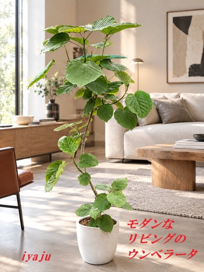 ウンベラータ 9号  観葉植物 オシャレなインテリア 新築祝い　開店祝い　開業祝い　夏ギフト