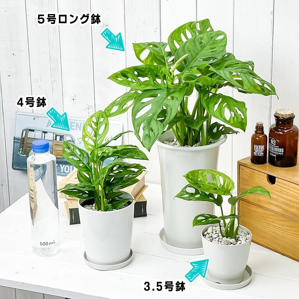 PLANCHU 観葉植物 マドカズラ モンステラ フリードリヒスターリー 4号鉢 受け皿付き 育て方説明書付き Monstera friedrichsthalii アロイド