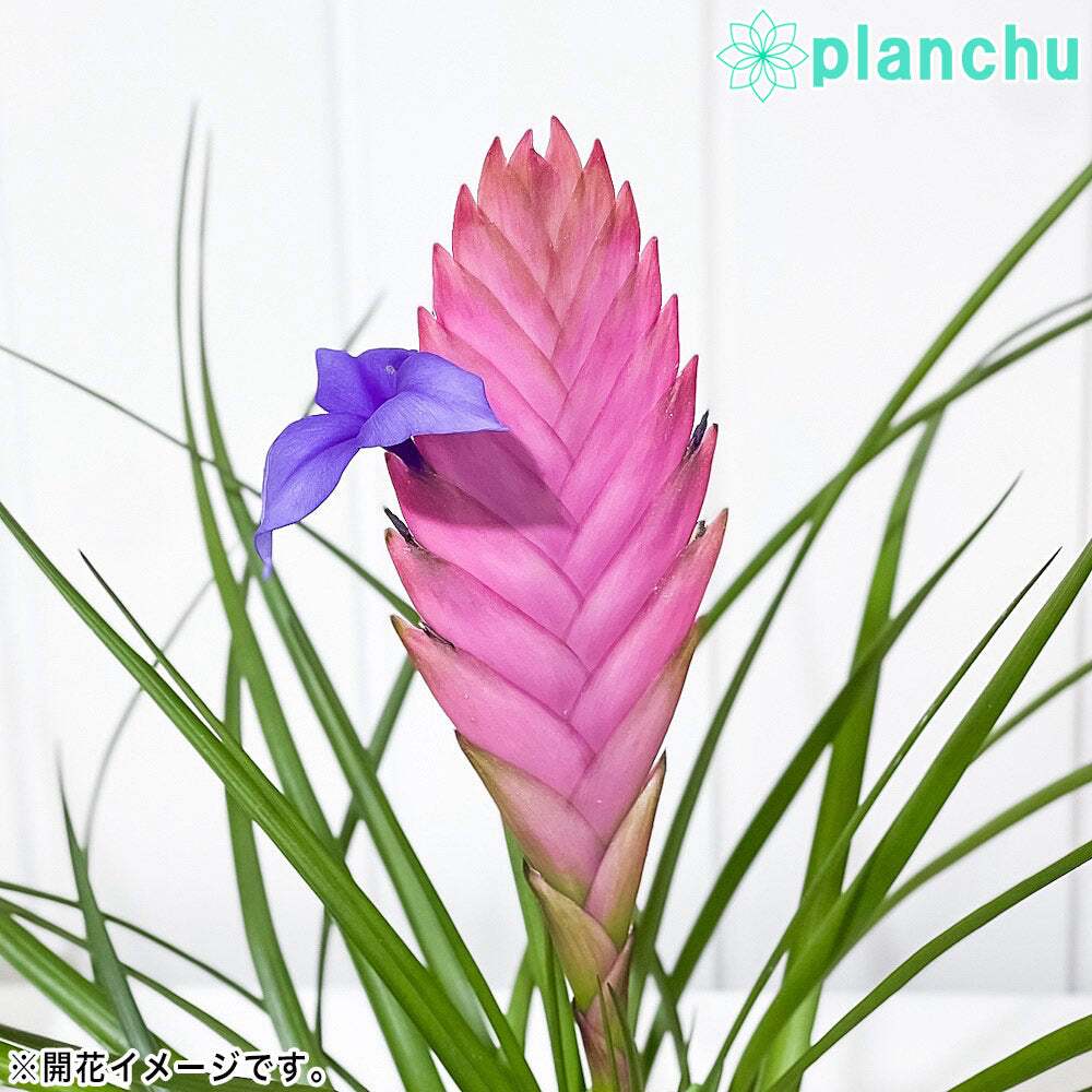 PLANCHU 観葉植物 ワリシア キアネア 4号鉢 受け皿付き 育て方説明書付き Wallisia cyanea ハナアナナス ブロメリア ティランジア チランジア