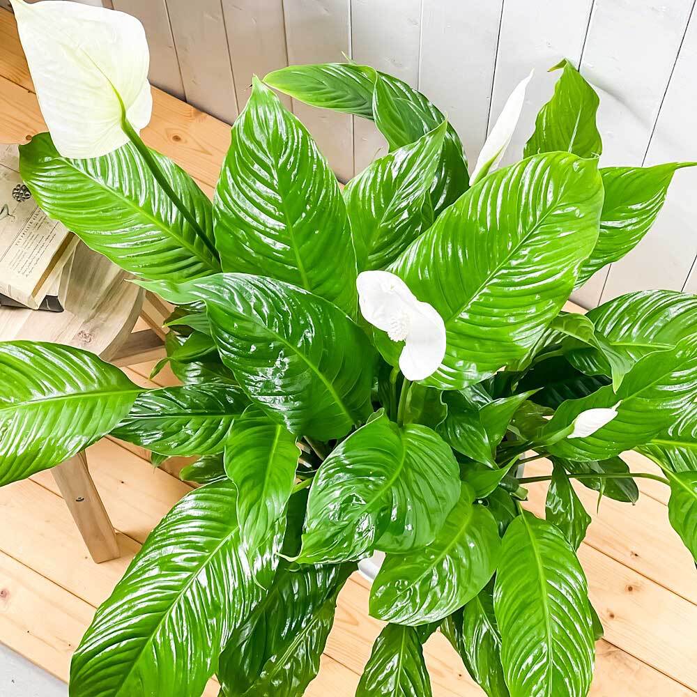 PLANCHU 観葉植物 スパティフィラム 8号鉢 受け皿付き 育て方説明書付き Spathiphyllum hybrids アロイド 大株 充実株