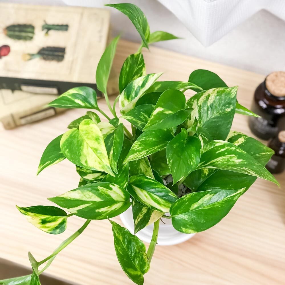 PLANCHU 観葉植物 ポトス 3種セット ゴールデン ライム マーブルクイーン 4号鉢 受け皿付き 育て方説明書付き エピプレムナム アロイド