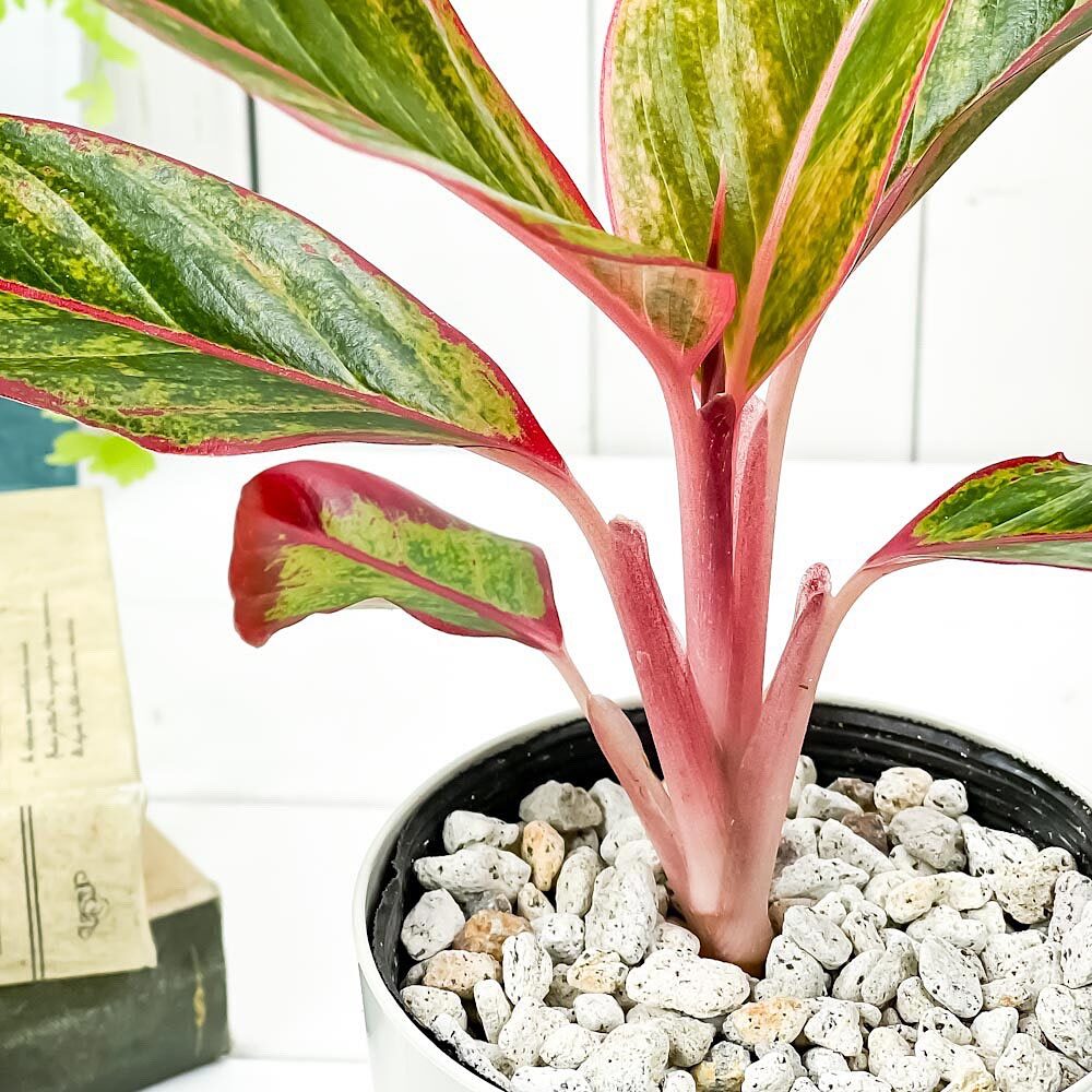 PLANCHU 観葉植物 アグラオネマ レッドゴールド 4号鉢 受け皿付き 育て方説明書付き Aglaonema ‘Red Gold’ 幸せを招くタイの宝石 アロイド