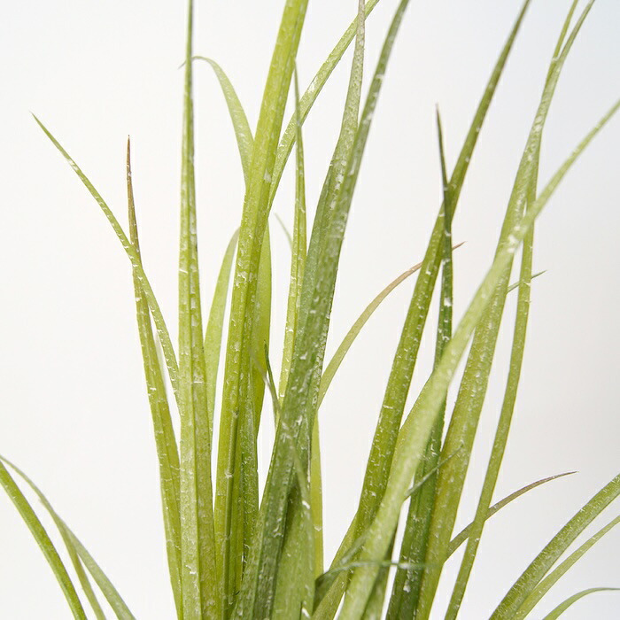 観葉植物 造花 グラス BROWN 全高約65cm 卓上・小型 フェイクグリーン 本物そっくり おしゃれ インテリア 人工観葉植物 アーティフィシャルグリーン オフィス 店舗 ホテル 開店祝い 室内 ミニ ナチュラル 草 フェイク