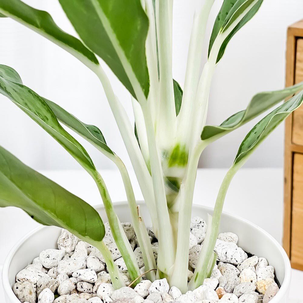 PLANCHU 観葉植物 アグラオネマ ゴースト 4号鉢 受け皿付き 育て方説明書付き Aglaonema ‘Ghost’ 幸せを招くタイの宝石 アロイド