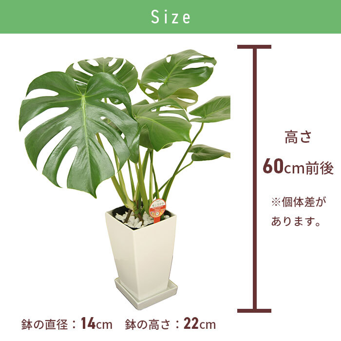 モンステラ 6号 角プラ 高さ約60cm 観葉植物
