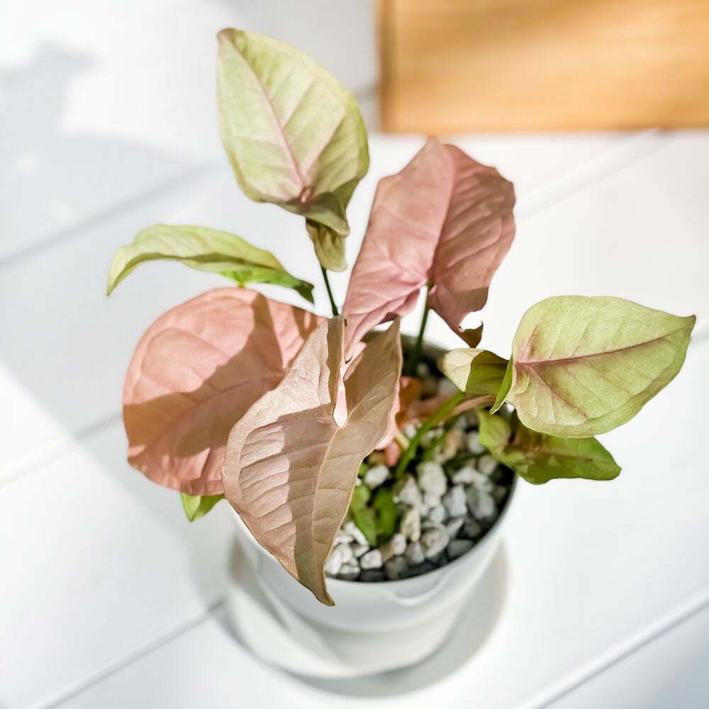 PLANCHU 観葉植物 シンゴニウム ネオン 3.5号鉢 受け皿付き 育て方説明書付き Syngonium podophyllum ‘Neon’ アロイド
