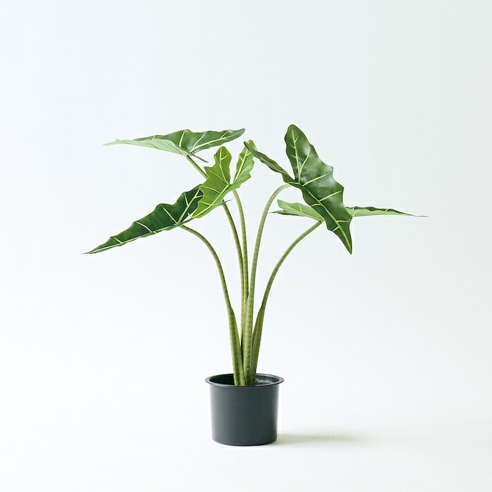 観葉植物 造花 アロカシア・ラウテルバキアナ BROWN 全高約70cm フェイクグリーン 高級 本物そっくり リアル おしゃれ 卓上 インテリア 人工観葉植物 アーティフィシャルグリーン モダン オフィス 店舗 開店祝い 室内 リビング 玄関 寝室 風水 クワズイモ