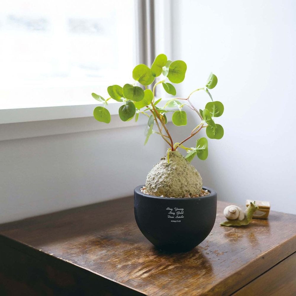 誕生日や記念日のプレゼントにおすすめ CT触媒コーデックス CT触媒 フェイクグリーン 人工観葉植物 造花 空気清浄 消臭 抗菌 インテリア 雑貨 おしゃれ ギフト