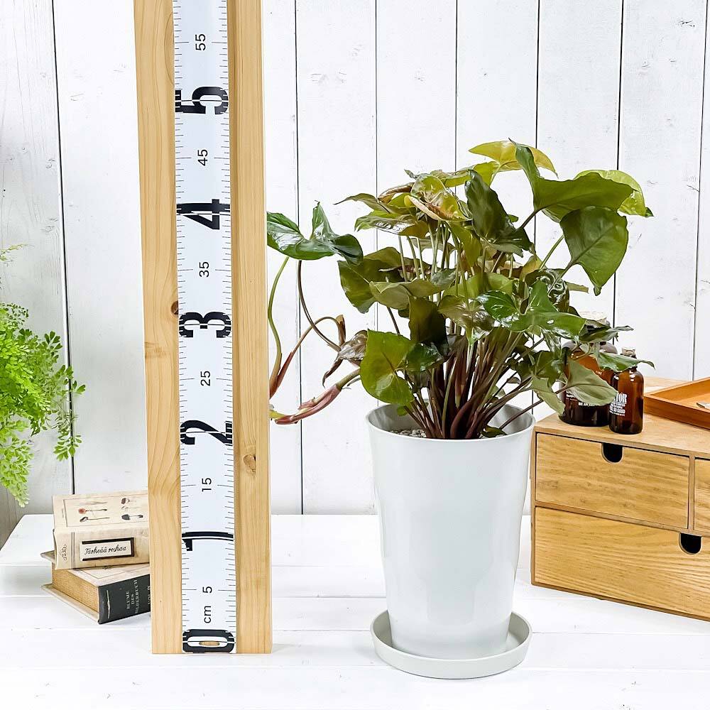 PLANCHU 観葉植物 シンゴニウム マリア 6号鉢 受け皿付き 育て方説明書付き Syngonium podophyllum ‘Maria’ アロイド