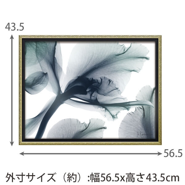 X RAY キャンバスアート エバーラスティング フラワーM XR-12505 送料無料 アートフレーム 花 葉っぱ 葉 X線 絵画 アート インテリア