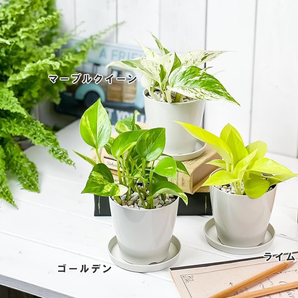PLANCHU 観葉植物 ポトス ゴールデン 3.5号鉢 受け皿付き 育て方説明書付き Epipremnum aureum エピプレムナム アロイド