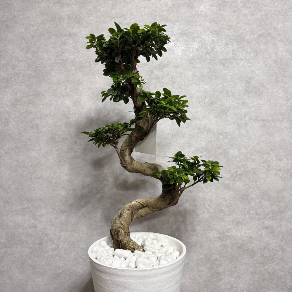 現品 ガジュマル 観葉植物 曲がり 8号鉢苗 大型 盆栽 登り樹 昇り竜 室内 珍しい 希少種 多幸の木 幸福をもたらす精霊が住むガジュマルの木 おしゃれなインテリア 結婚祝い 新築祝い 開店祝い 開業祝い 誕生日 母の日 父の日 記念日 プレゼントギフト 肥料別売り 敬老の日