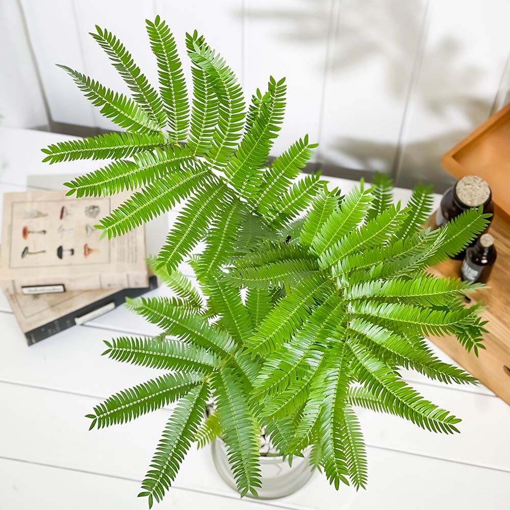 PLANCHU 観葉植物 エバーフレッシュ 5号鉢 受け皿付き 育て方説明書付き Cojoba arborea var. angustifolia コヨバ アカサヤネムノキ