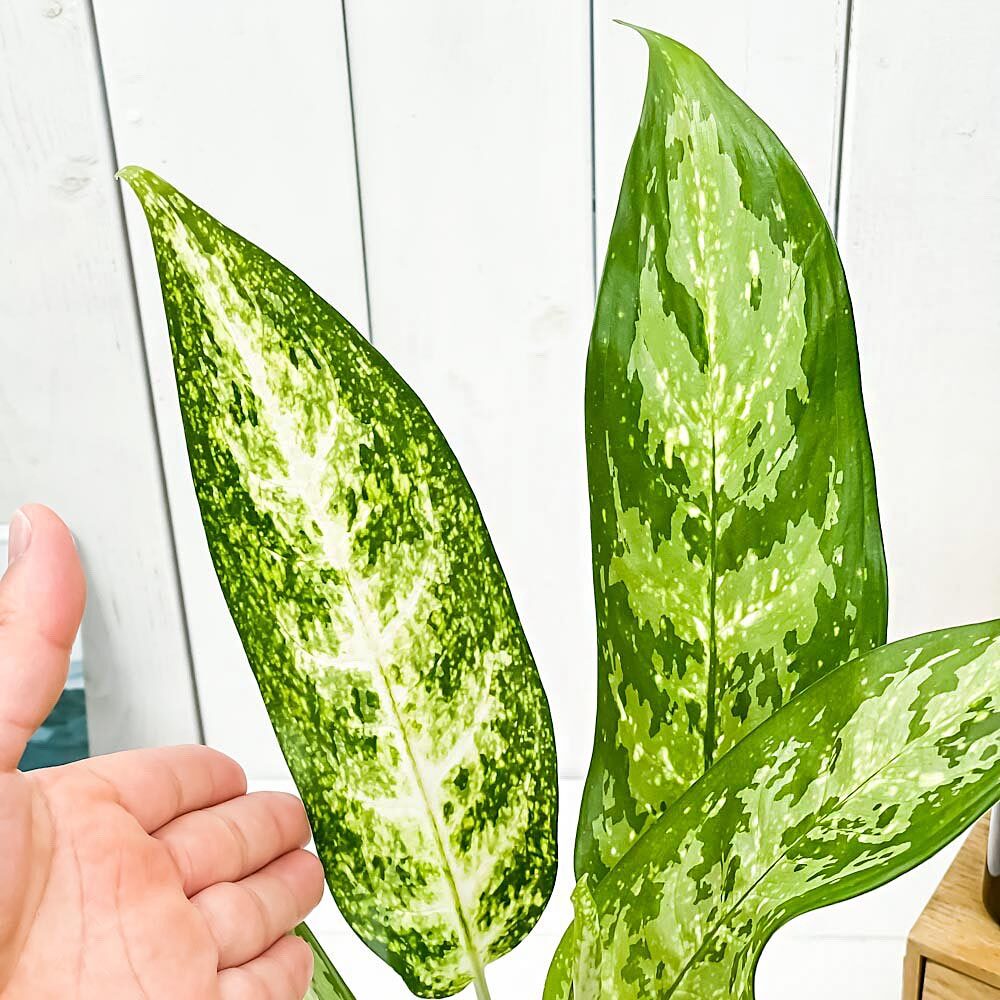 PLANCHU 観葉植物 アグラオネマ プセウドブラクテアツム 5号鉢 受け皿付き 育て方説明書付き Aglaonema ‘Pseudo-bracteatum’ 幸せを招くタイの宝石 アロイド