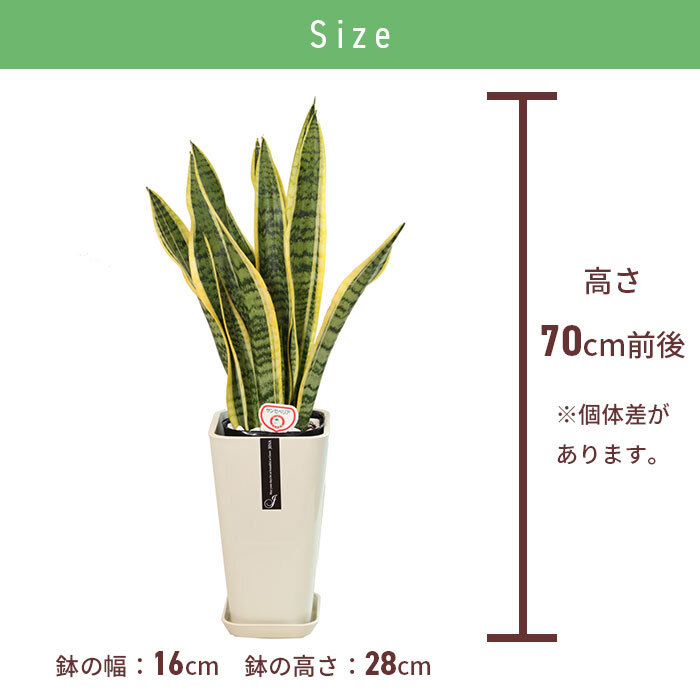 サンスベリア 6号 カラーポット 高さ約70cm 観葉植物