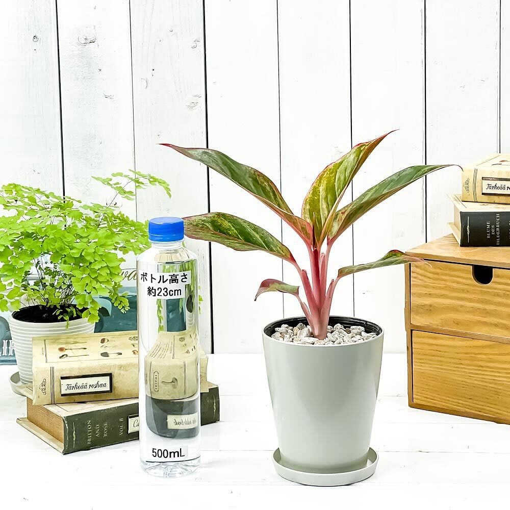 PLANCHU 観葉植物 アグラオネマ レッドゴールド 4号鉢 受け皿付き 育て方説明書付き Aglaonema ‘Red Gold’ 幸せを招くタイの宝石 アロイド