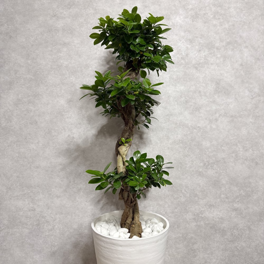 ガジュマル 観葉植物 八の字 8号鉢苗 大型 盆栽 末広がりの8の字 室内 珍しい 希少種 多幸の木 幸福をもたらす精霊が住むガジュマルの木 おしゃれなインテリア 結婚祝い 新築祝い 開店祝い 開業祝い 誕生日 母の日 父の日 記念日 プレゼントギフト 肥料別売り 敬老の日