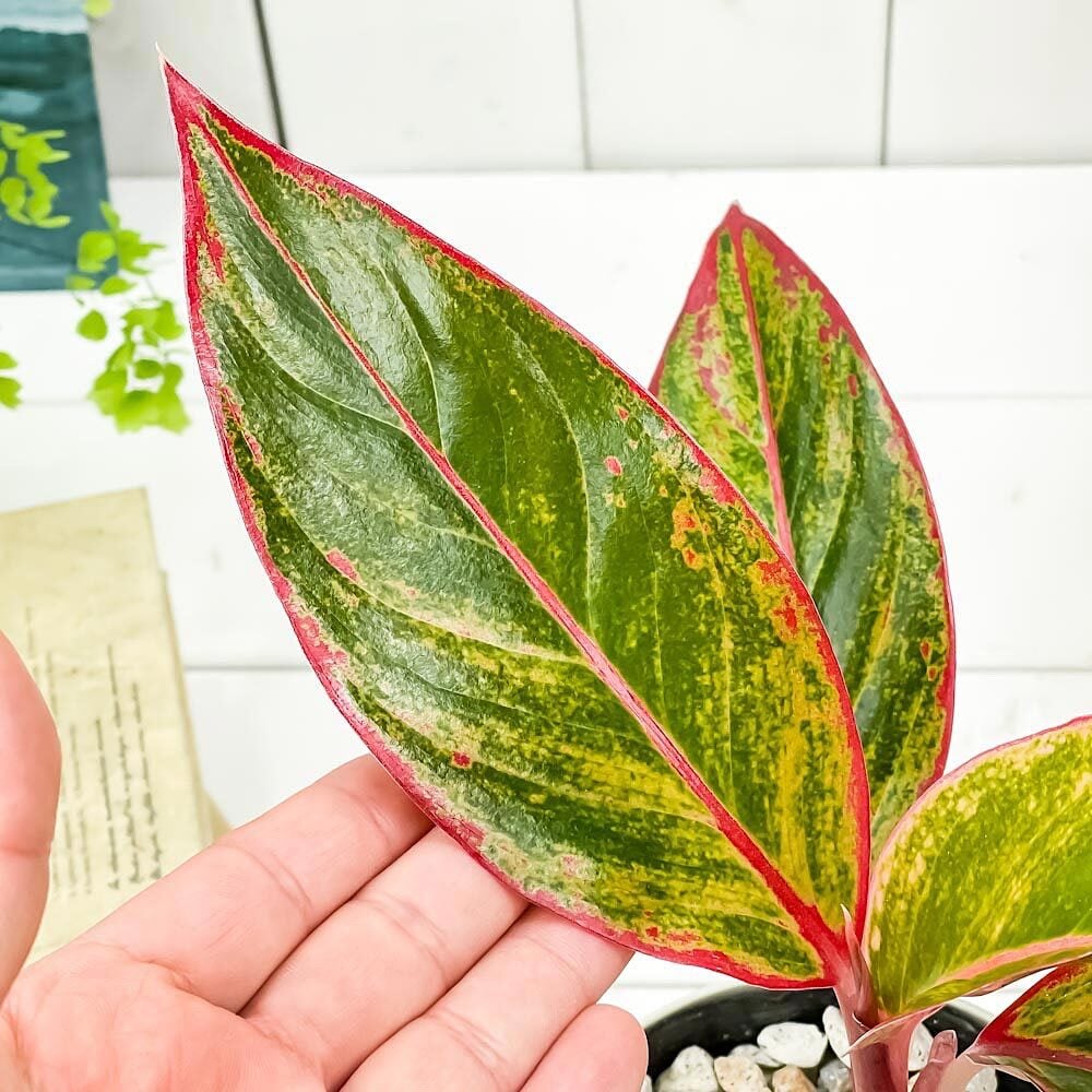 PLANCHU 観葉植物 アグラオネマ レッドゴールド 4号鉢 受け皿付き 育て方説明書付き Aglaonema ‘Red Gold’ 幸せを招くタイの宝石 アロイド