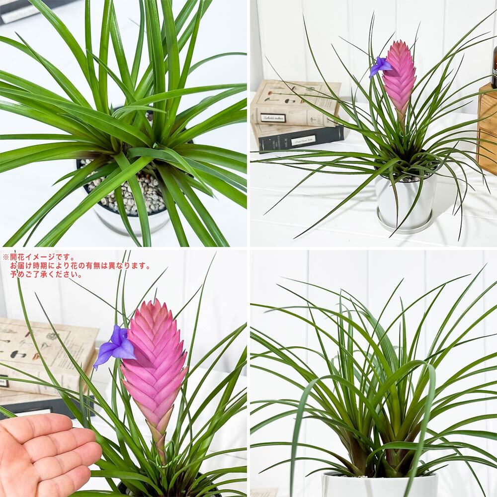 PLANCHU 観葉植物 ワリシア キアネア 4号鉢 受け皿付き 育て方説明書付き Wallisia cyanea ハナアナナス ブロメリア ティランジア チランジア