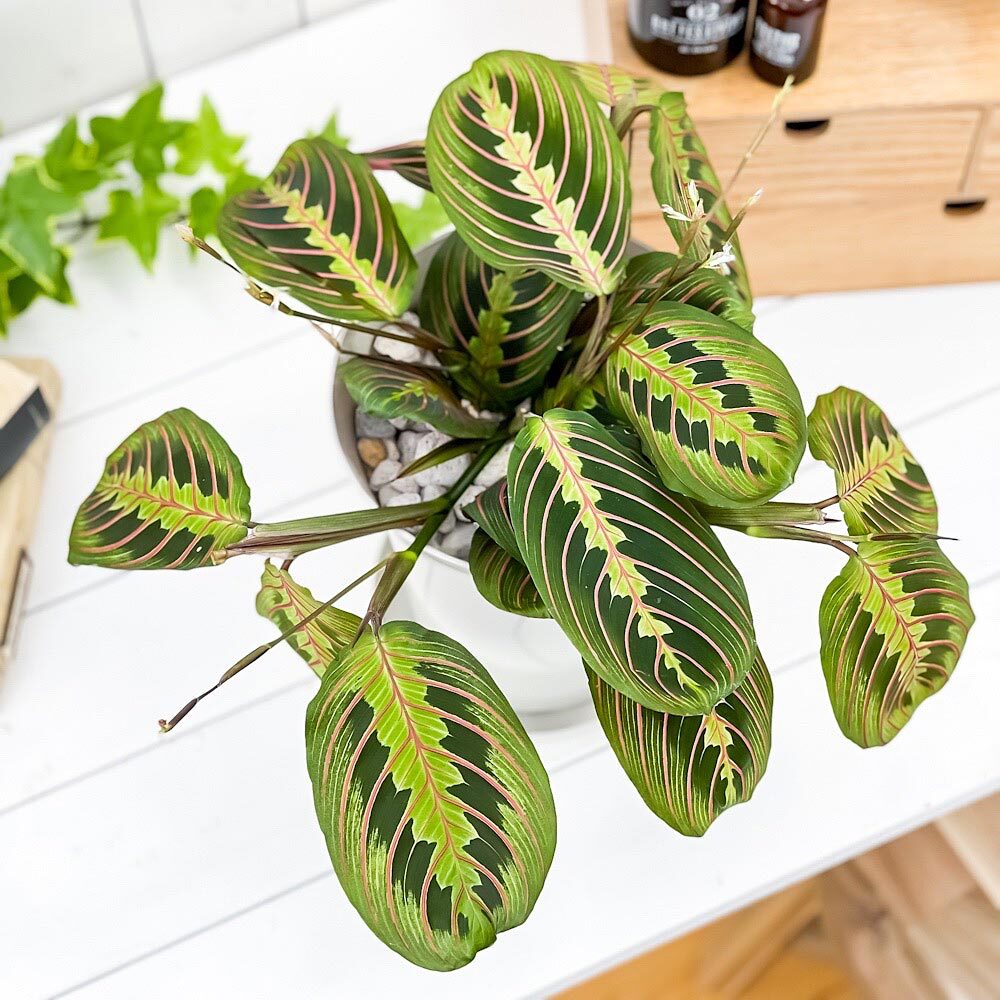 PLANCHU 観葉植物 マランタ ボスタス 6号鉢 受け皿付き 育て方説明書付き Maranta leuconeura var. erythroneura レウコネウラ カラテア