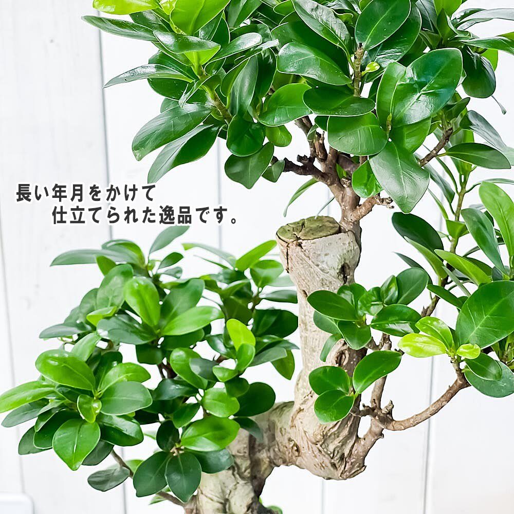 PLANCHU 観葉植物 ガジュマル 昇り竜 8号鉢 受け皿付き 育て方説明書付き Ficus microcarpa フィカス ミクロカルパ 精霊の宿る木