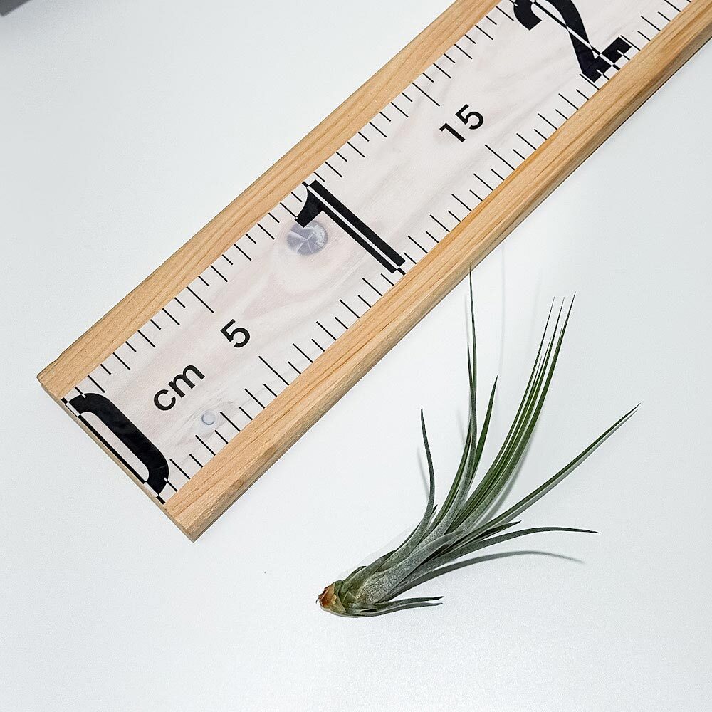 PLANCHU メール便発送 エアプランツ ティランジア ジュンセア Sサイズ 1株 W3×H10cm前後 育て方説明書付き Tillandsia juncea エアープランツ チランジア
