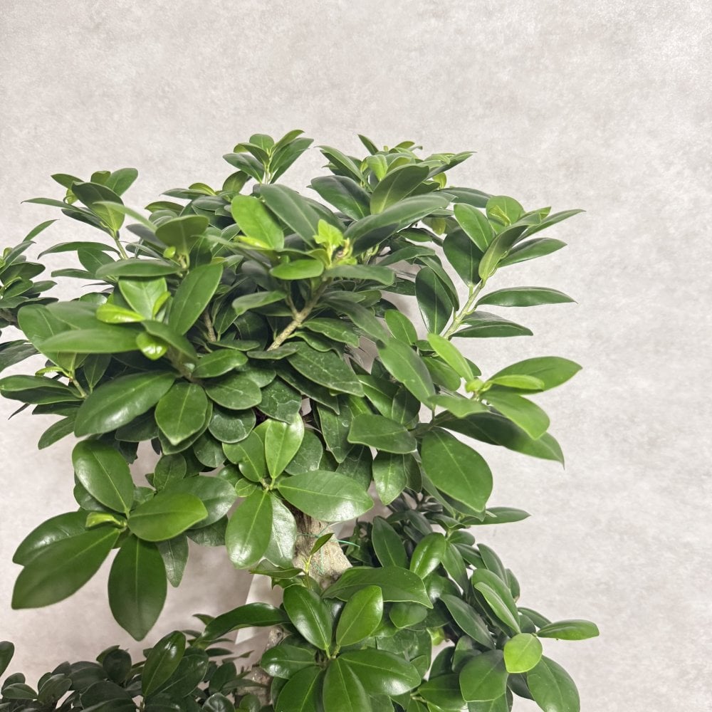 ガジュマル 観葉植物 八の字 8号鉢苗 大型 盆栽 末広がりの8の字 室内 珍しい 希少種 多幸の木 幸福をもたらす精霊が住むガジュマルの木 おしゃれなインテリア 結婚祝い 新築祝い 開店祝い 開業祝い 誕生日 母の日 父の日 記念日 プレゼントギフト 肥料別売り 敬老の日