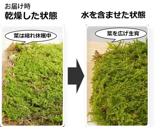 ハイゴケシート 31×23ｃｍ 箱入り ボックス 大きめ 苔玉作り こけだま 手直し